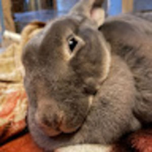 Meet your Posher, Apple